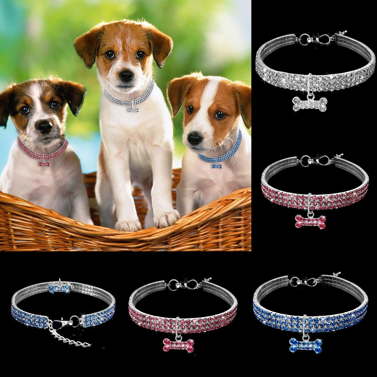 Pet Collars